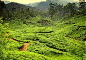 Kerala Tour from Cochin By Car & Driver instead of Car with driver