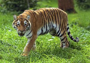 Rajasthan Tour with Tiger By Car & Driver instead of Car with driver